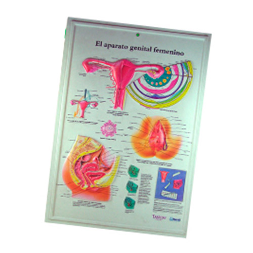 TERMOFORMADA APARATO GENITAL FEMENINO - Laminas Plasmare